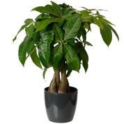 pachira - cache pot anthracite